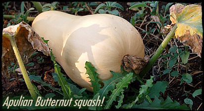Apulian Butternut Squash