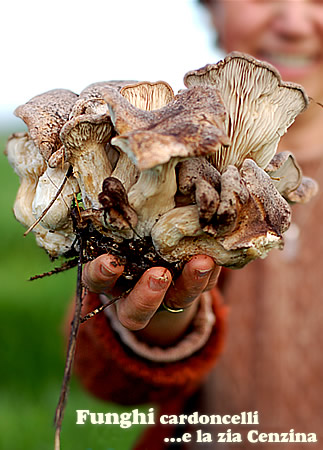 Funghi cardoncelli e zia Cenzina