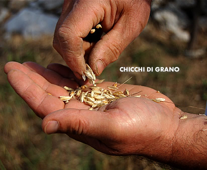 Chicchi di grano