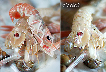Cicala?