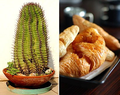 Colazione e cactus