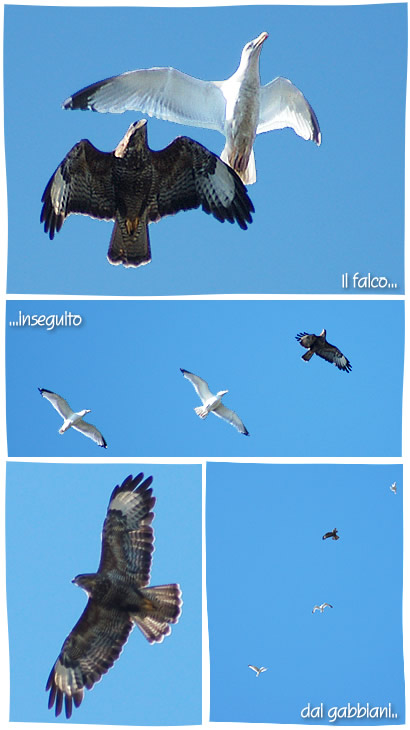 Il falco inseguito dai gabbiani