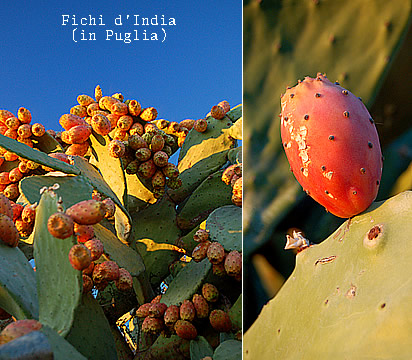 Fichi d'India, in Puglia