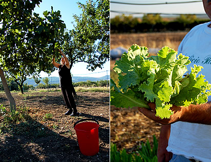 Albero di fichi e insalata