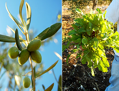Olive e ruchetta