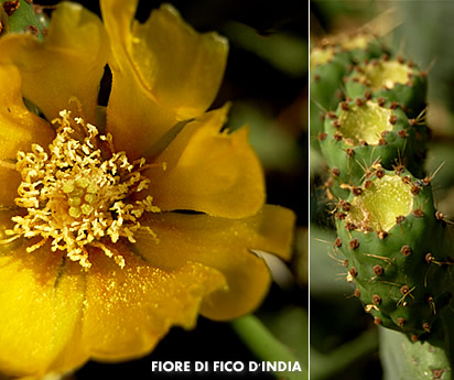 Fiore di fico d'india e fichi d'india
