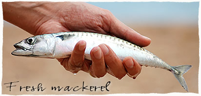 Fresh Mackerel