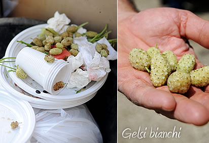Gelsi bianchi