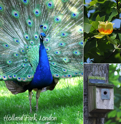 Holland Park, London