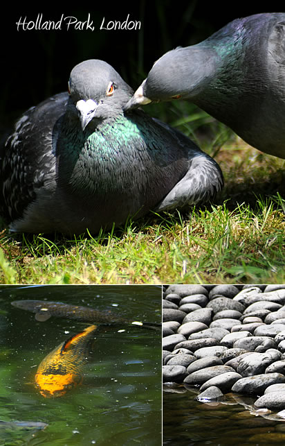 Holland Park, London