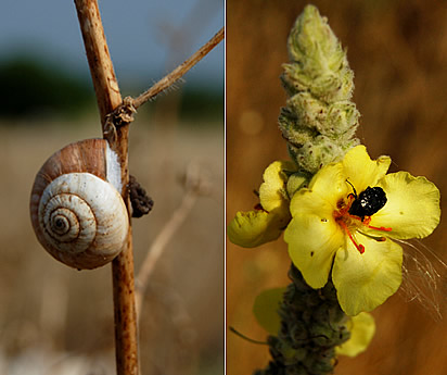 Lumaca e fiore