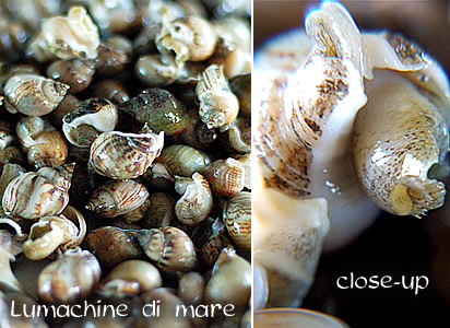 Lumache di mare