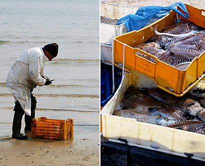 Pescatori di seppie