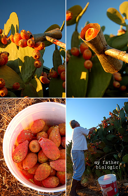Raccolta fichi d'India