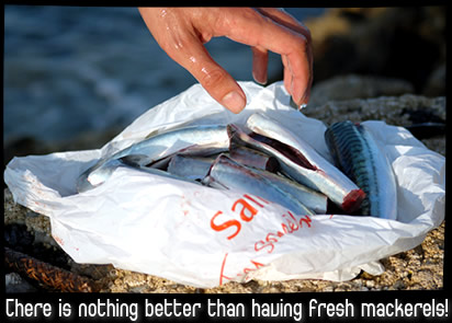 There is nothing better than having fresh mackerels!