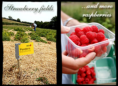 Raspberries, Shute Farm