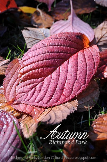 Autumn in Richmond Park, London
