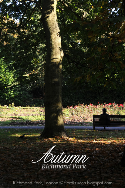 Autumn in Richmond Park, London