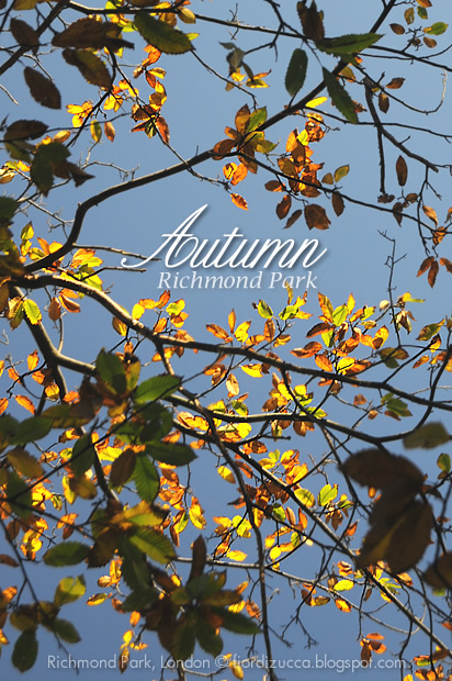 Autumn in Richmond Park, London