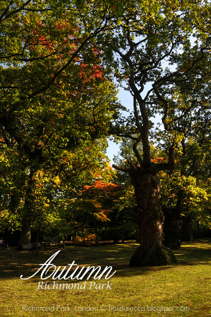 Autumn in Richmond Park, London