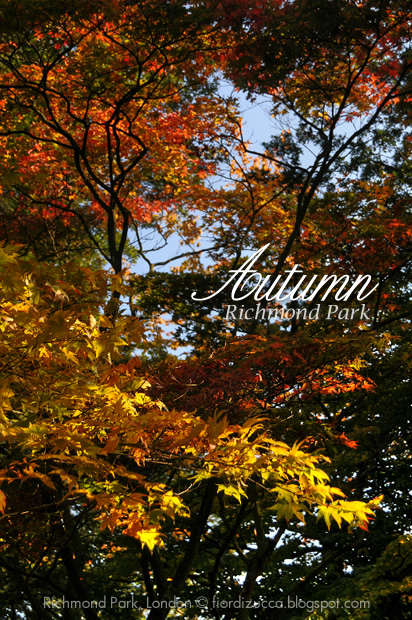 Autumn in Richmond Park, London