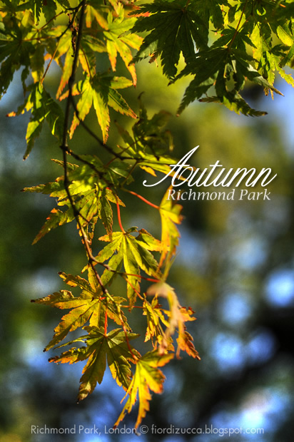Autumn in Richmond Park, London