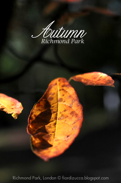 Autumn in Richmond Park, London