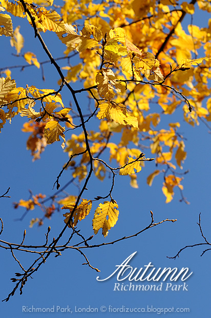 Autumn in Richmond Park, London