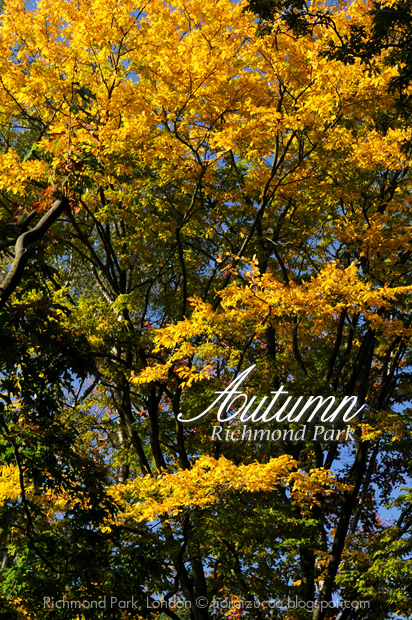 Autumn in Richmond Park, London