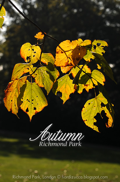 Autumn in Richmond Park, London