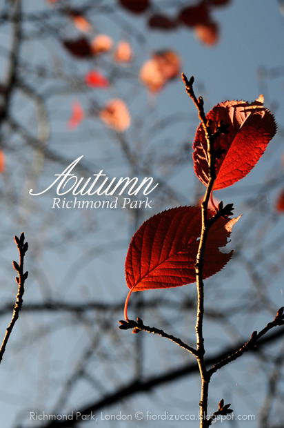 Autumn in Richmond Park, London