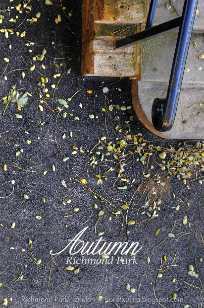 Autumn in Richmond Park, London