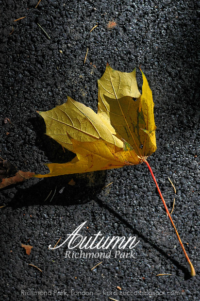 Autumn in Richmond Park, London