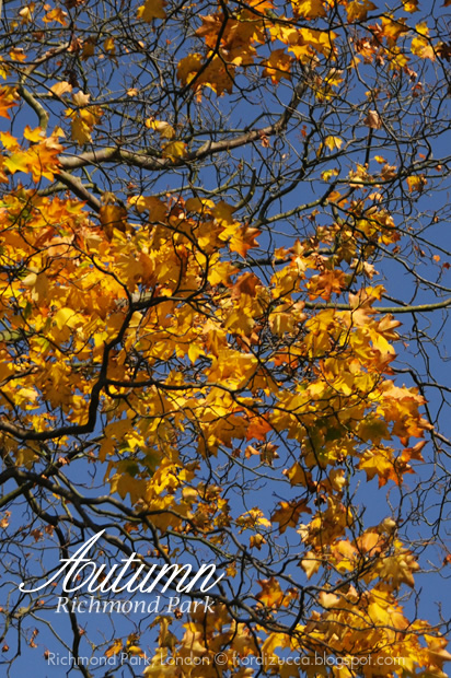 Autumn in Richmond Park, London