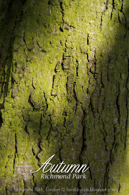 Autumn in Richmond Park, London