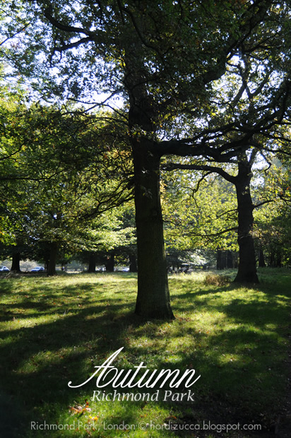 Autumn in Richmond Park, London