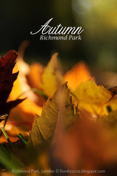 Autumn in Richmond Park, London
