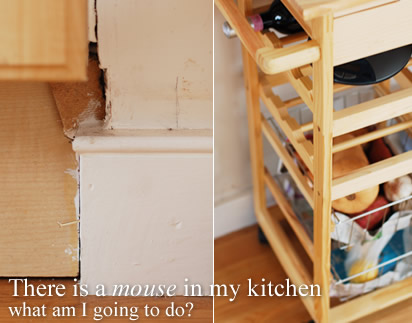 There is a mouse in my kitchen what am I going to do?