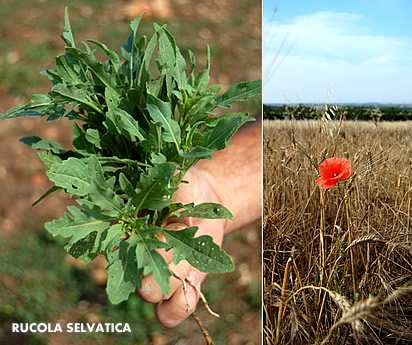 Rucola selvatica e campo di grano