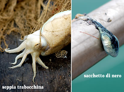 Seppie e nero di seppia