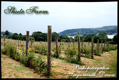 Shute Farm, Devon
