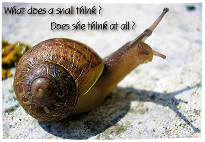 What does a snail think? Does she think at all?