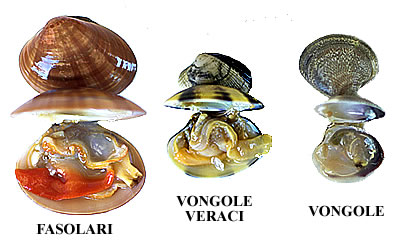 Vongole